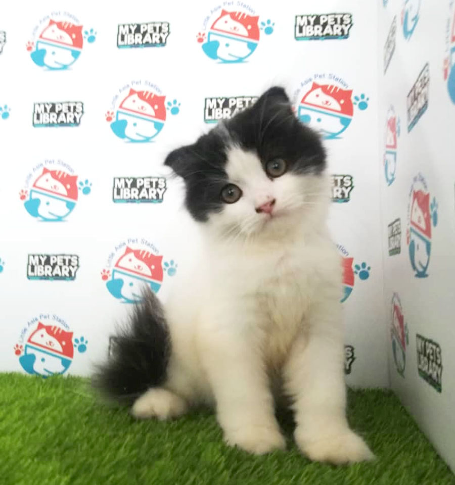 Persian Kitten  For Sale
