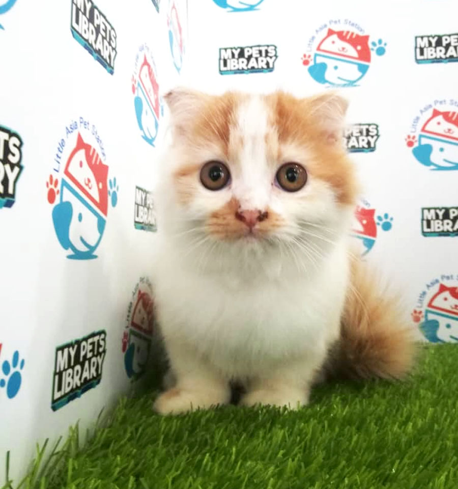 Persian Kitten For Sale