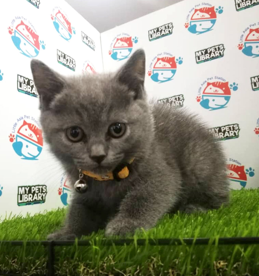 British Short Hair Kitten (Female) For Sale
