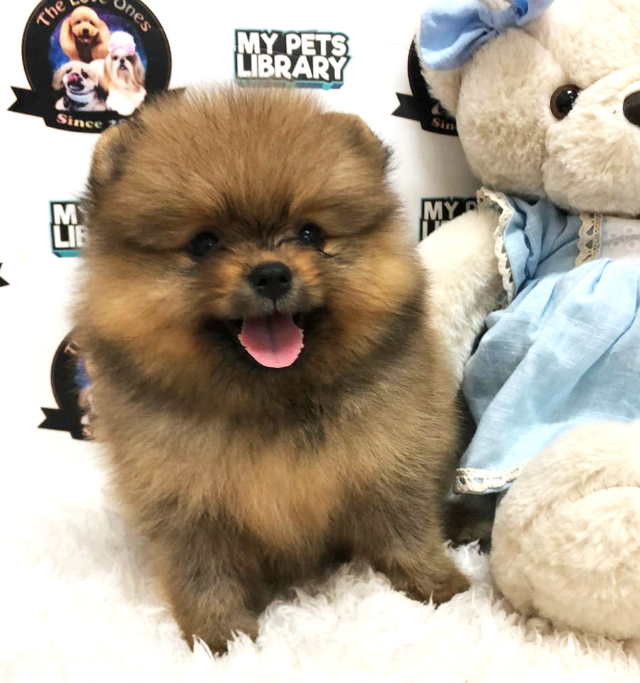Pomeranian Puppy (Female) For Sale