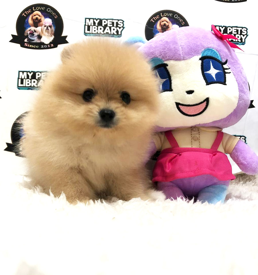 Pomeranian Puppy (Male) For Sale