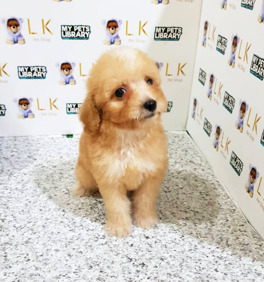 Toy Poodle Puppy (Male) For Sale