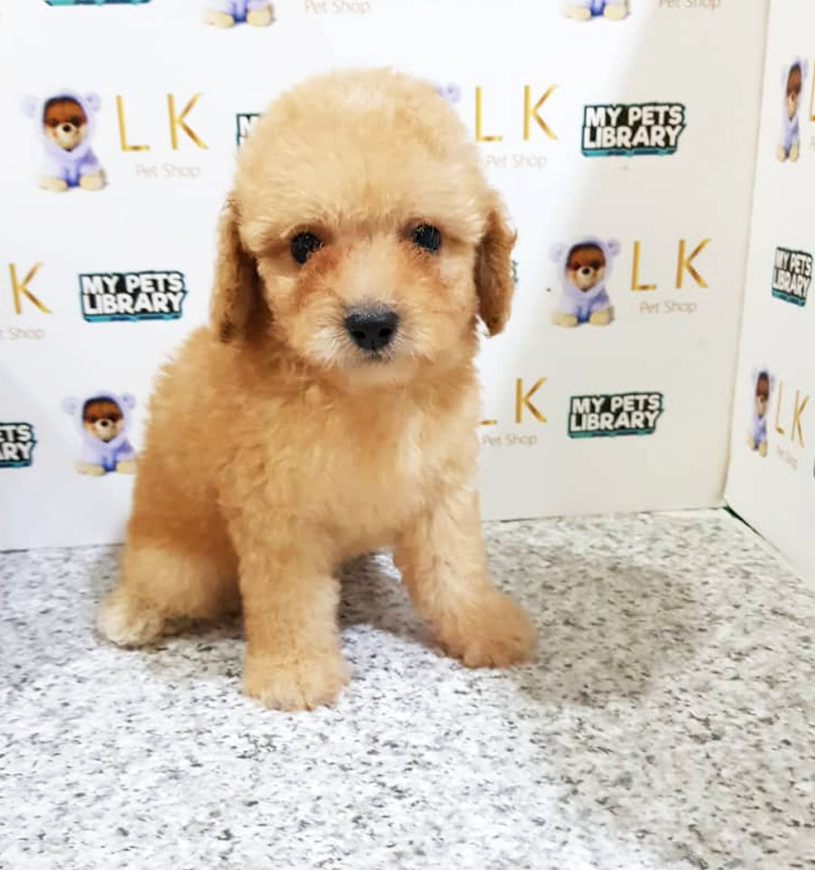 Toy Poodle Puppy (Male) For Sale