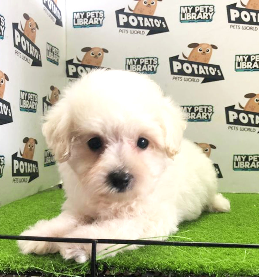 Toy Poodle Puppy (Female) For Sale