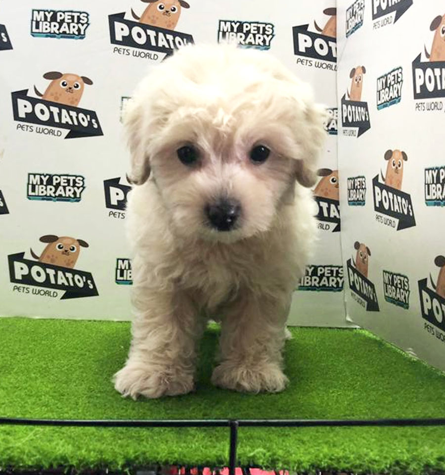 Toy Poodle Puppy (Male) For Sale