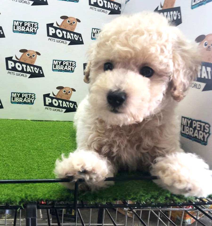 Toy Poodle Puppy (Male) For Sale