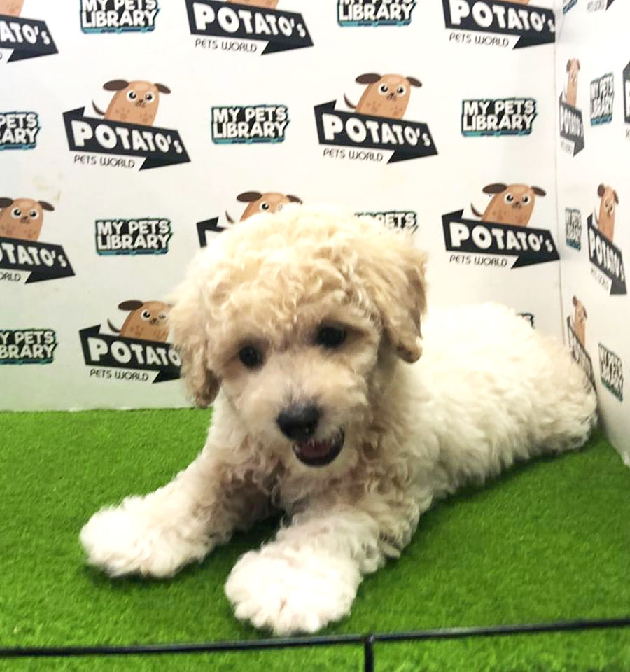 Toy Poodle Puppy (Male) For Sale