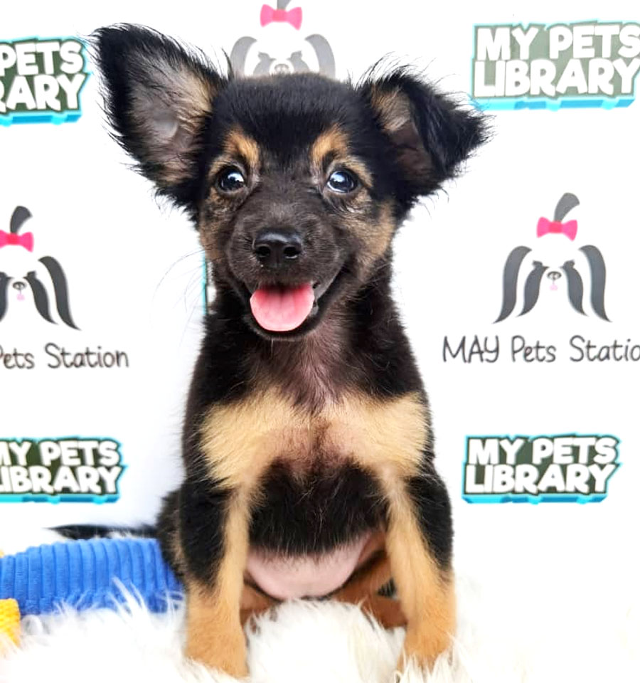 Chihuahua Mix Mini Pinscher Puppy For Sale