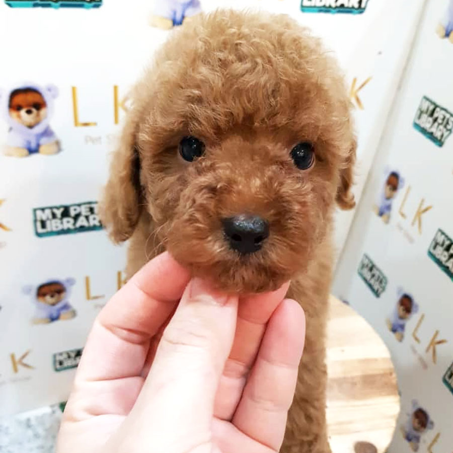 Toy Poodle Puppy (Male) For Sale