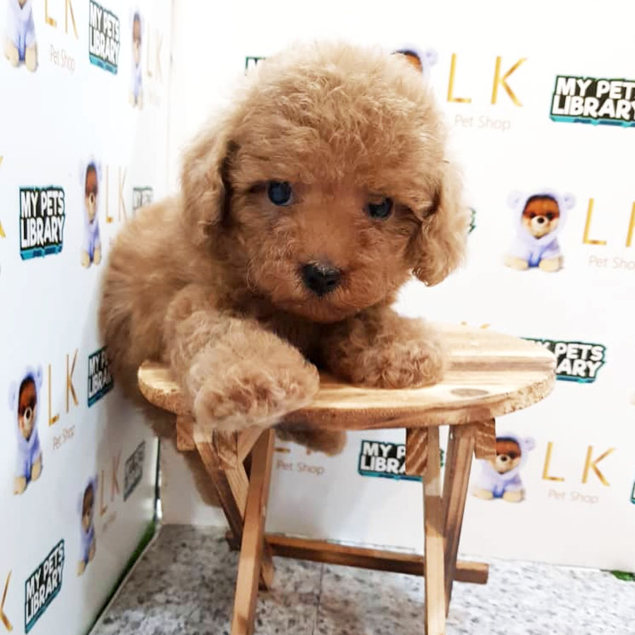 Toy Poodle Puppy (Male) For Sale
