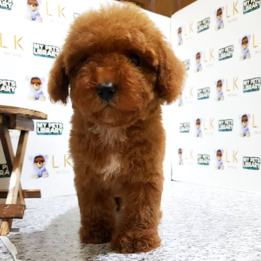 Toy Poodle Puppy (Male) For Sale