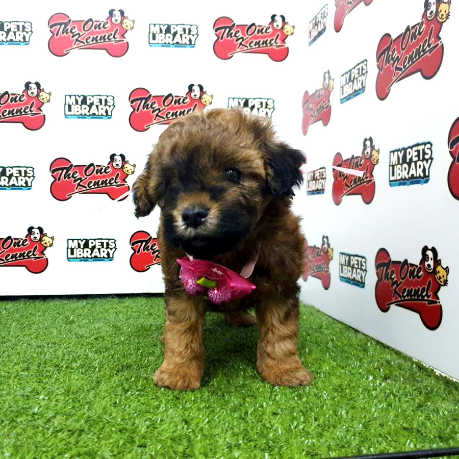 Toy Poodle Puppy (Female) For Sale