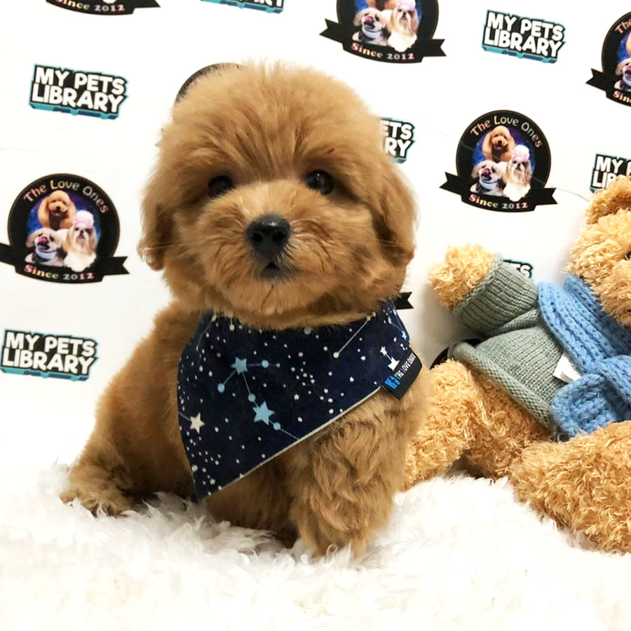 Tiny  Poodle Puppy (Female) For Sale