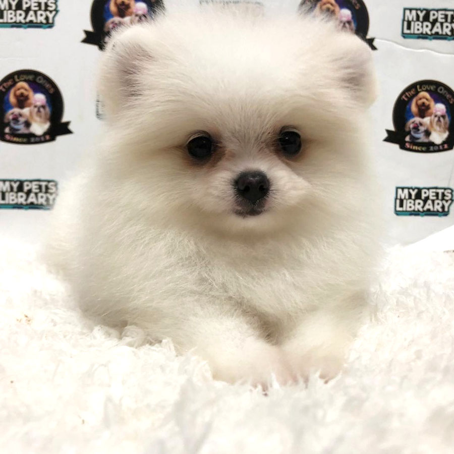 Tiny Pomeranian Puppy (Female) For Sale