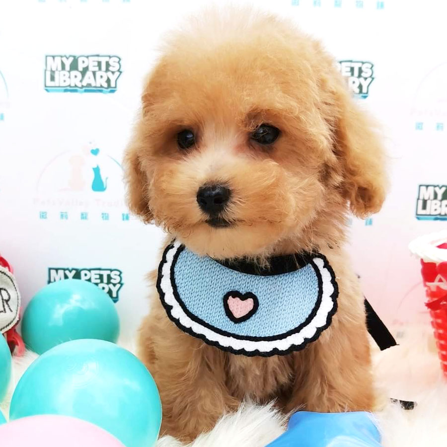 Toy Poodle Puppy (Male) For Sale