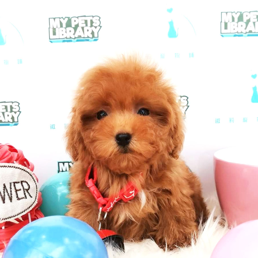 Tiny Poodle Puppy ( Male ) For Sale