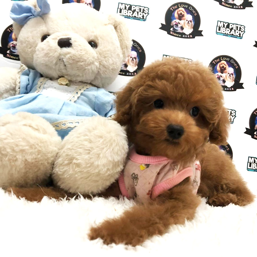 Toy Poodle Puppy ( Female ) For Sale