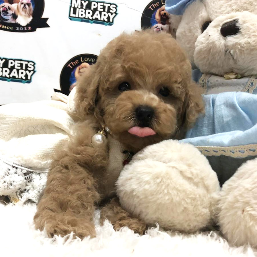 Toy Poodle Puppy (Female) For Sale