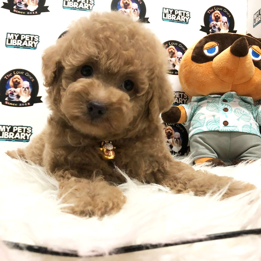 Toy Poodle Puppy (Male) For Sale