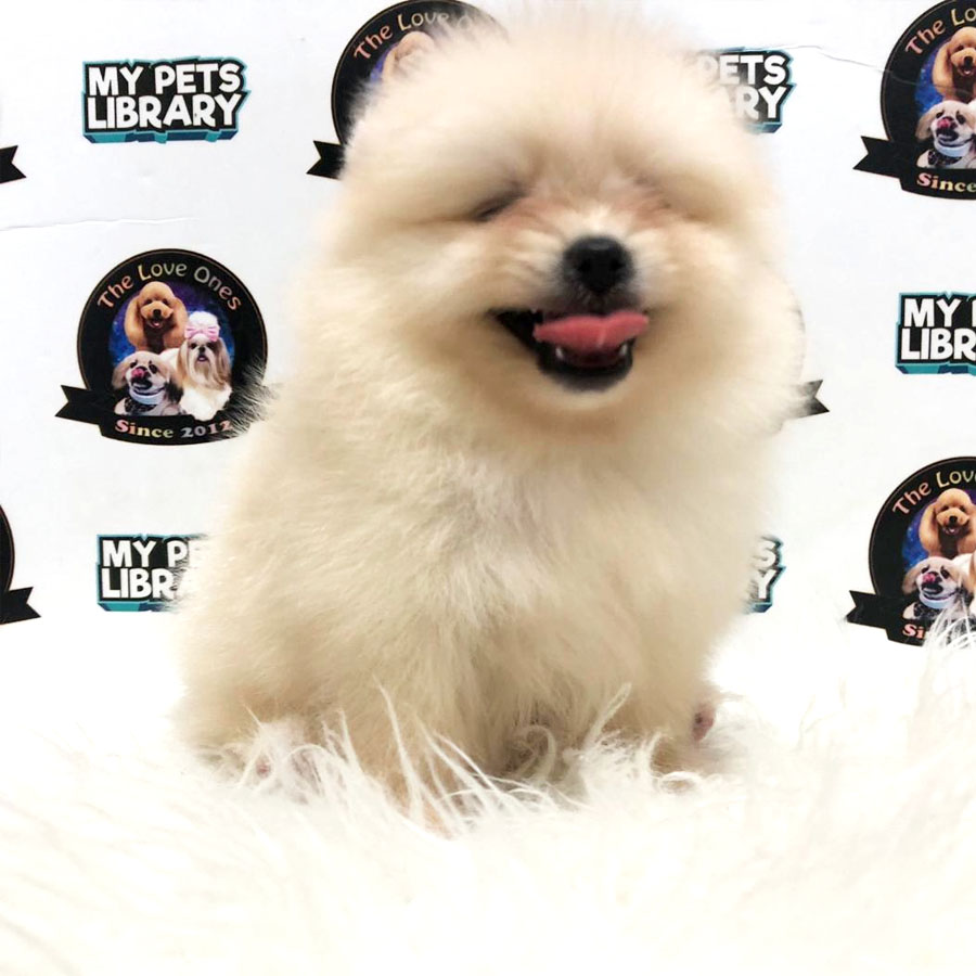Pomeranian Puppy (Male) For Sale