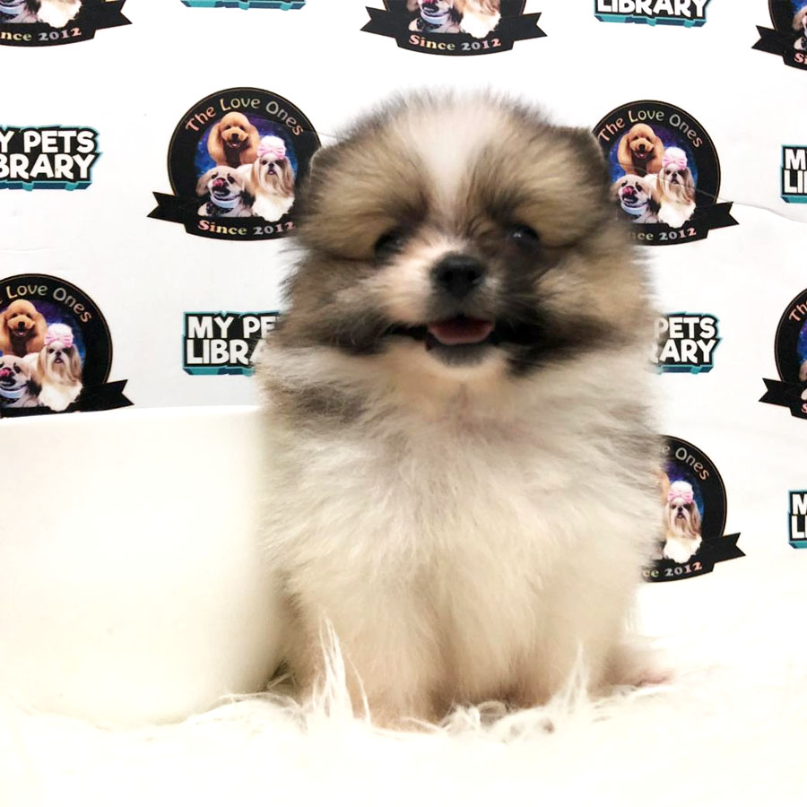 Pomeranian Puppy (Female) For Sale
