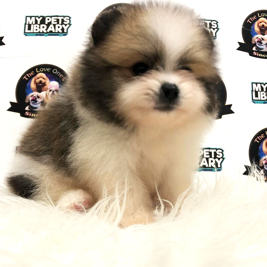 Pomeranian Puppy (Male) For Sale
