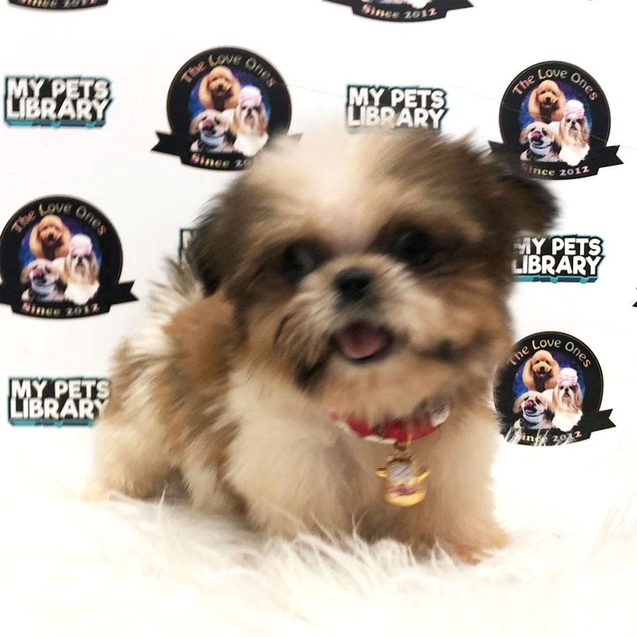 Tiny Shih Tzu Puppy For Sale