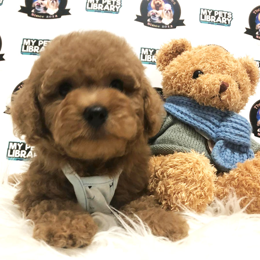 Toy Poodle Puppy (Female) For Sale