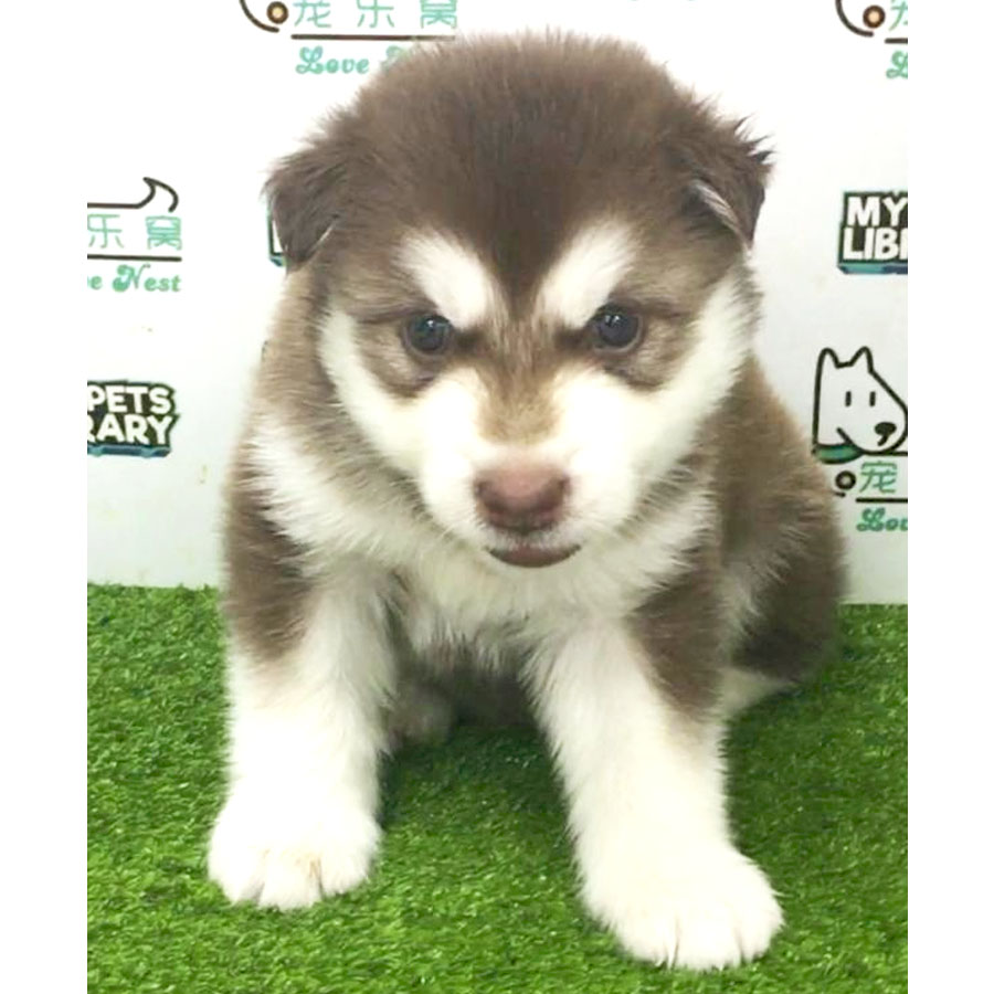 Alaskan Husky Puppy (Male) For Sale