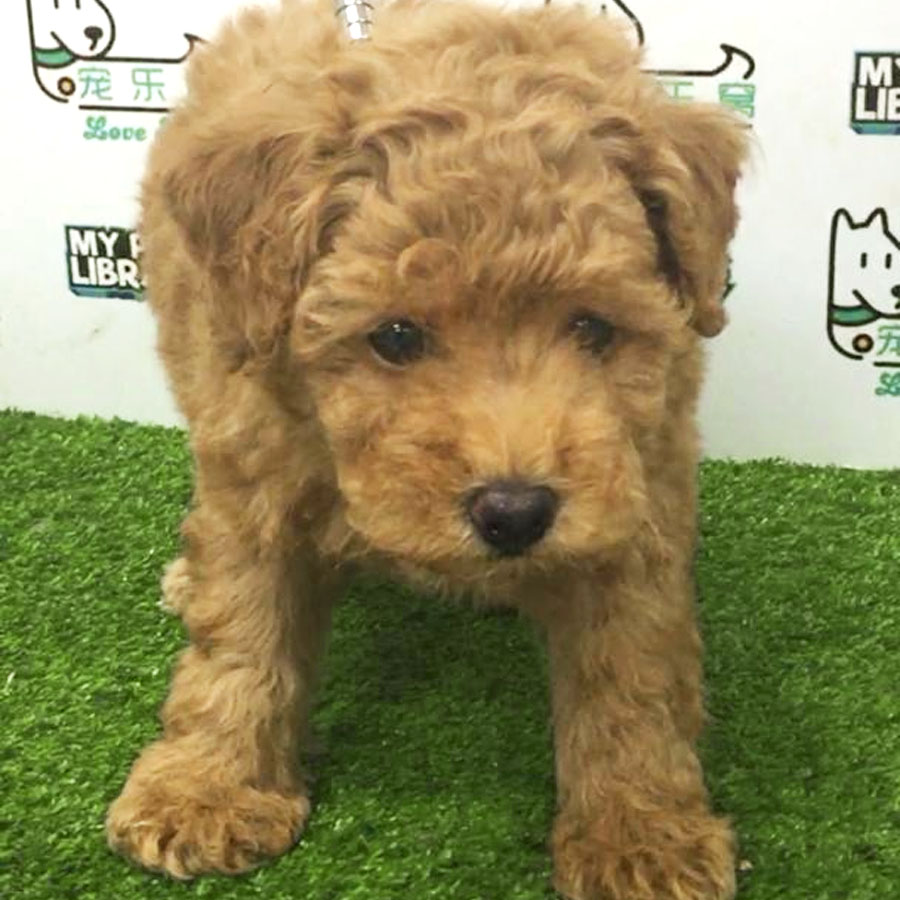Toy Poodle Puppy (Male) For Sale