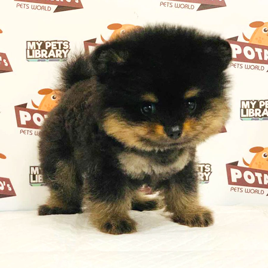 Pomeranian Puppy (Male) For Sale