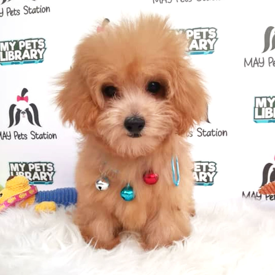 Tiny  Poodle Puppy (Female) For Sale