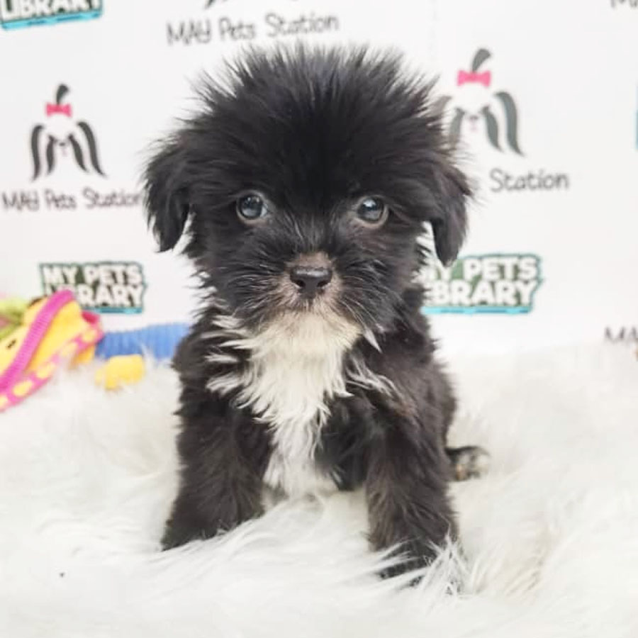 Shihpoo Puppy For Sale