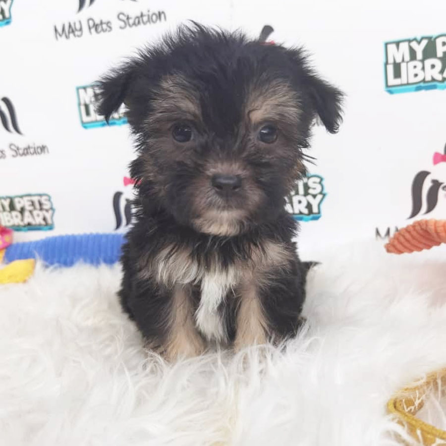 Shihpoo Puppy For Sale