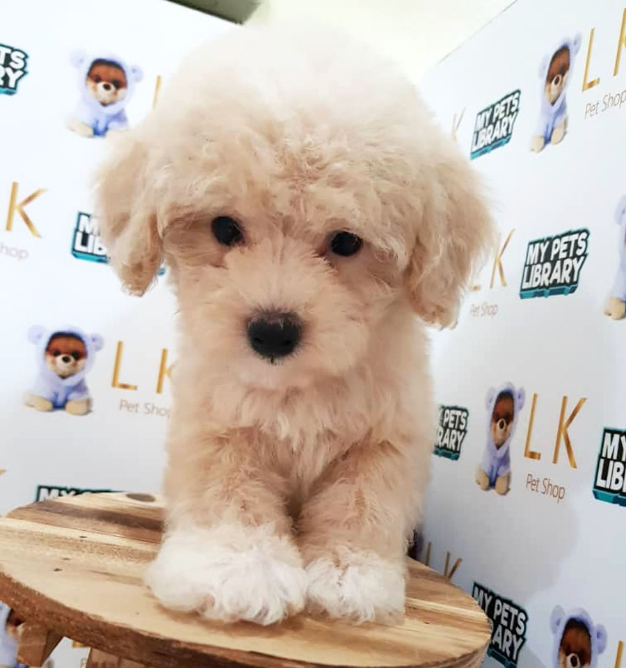 Toy Poodle Puppy (Female) For Sale