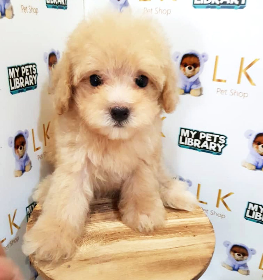 Toy Poodle Puppy (Female) For Sale
