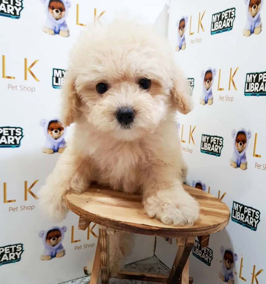 Toy Poodle Puppy (Male) For Sale