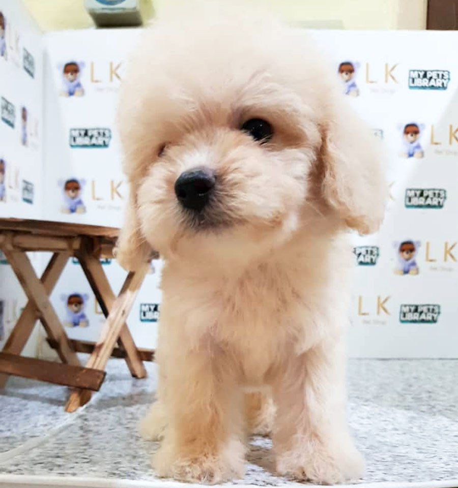 Toy Poodle Puppy (Male) For Sale
