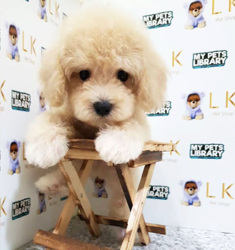 Toy Poodle Puppy (Male) For Sale