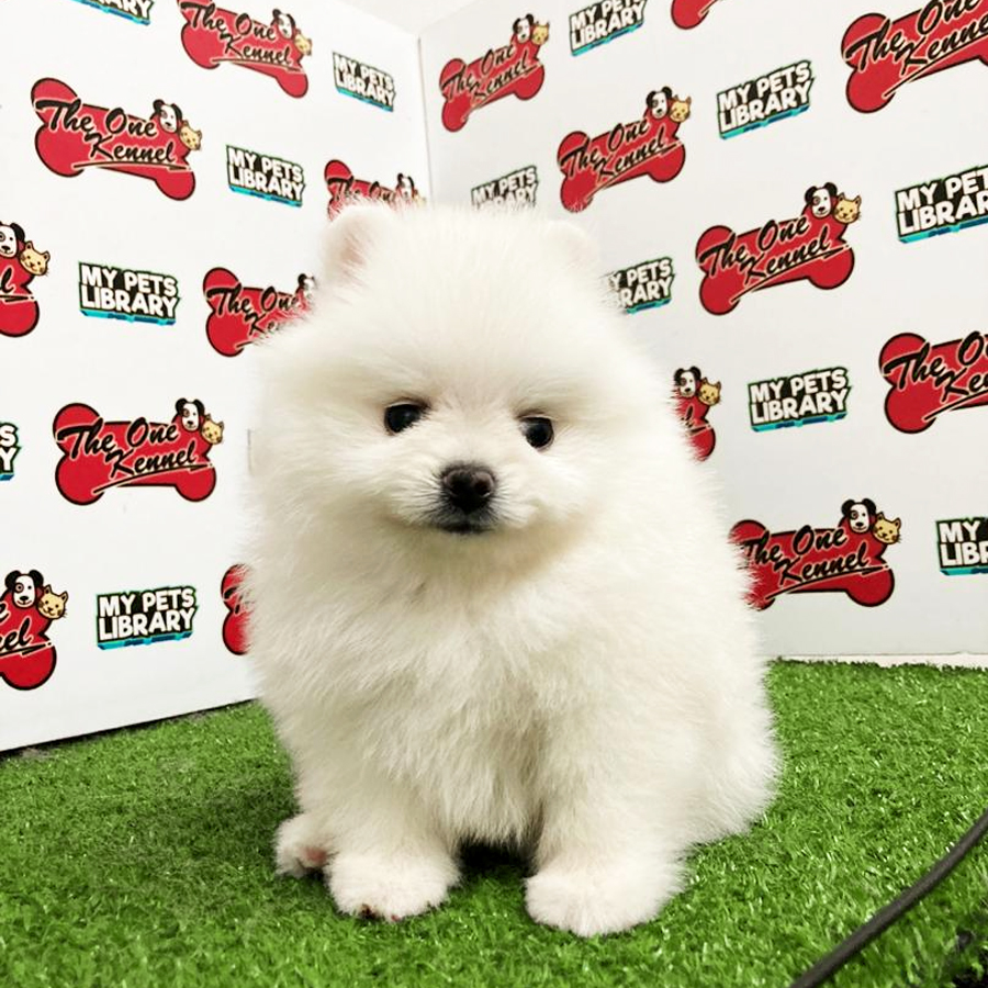 Pomeranian Puppy (Male) For Sale