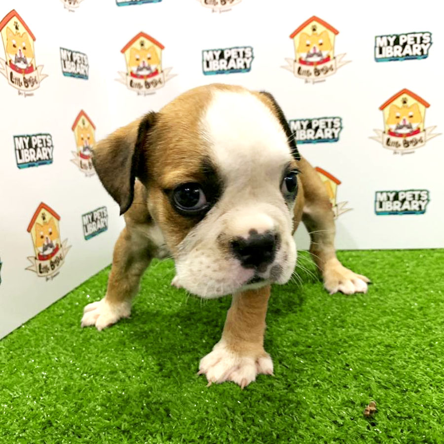 English Bulldog Puppy For Sale