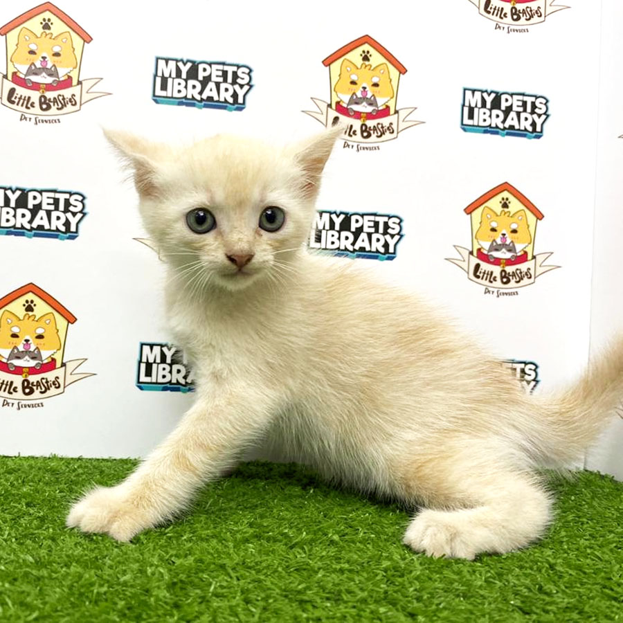 British Short Hair Kitten Mix (Female ) For Sale