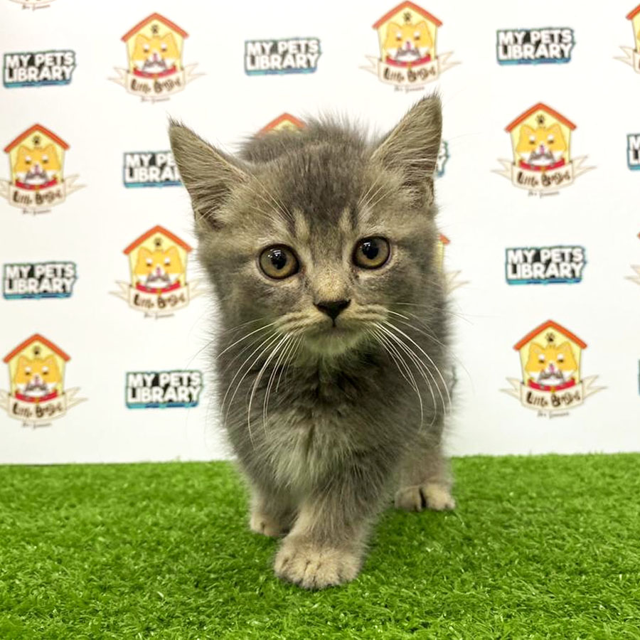 Munchkin Kitten For Sale
