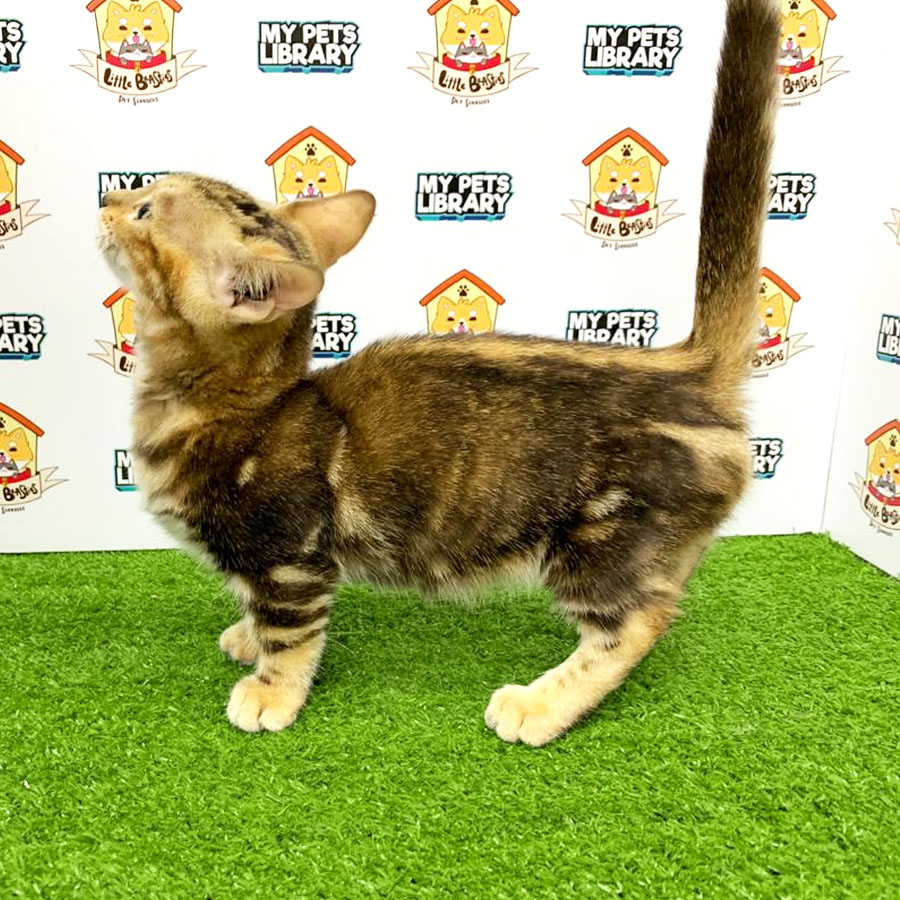 Munchkin Mix Bengal Kitten For Sale