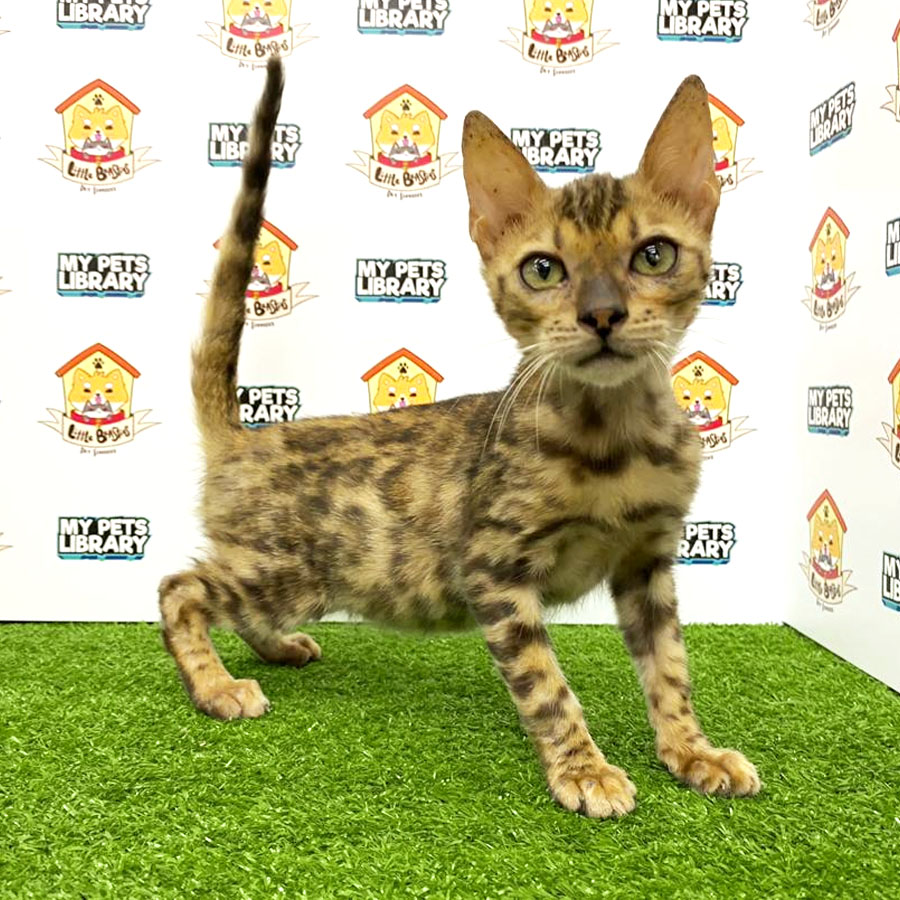 Bengal  Rosetted Kitten For Sale