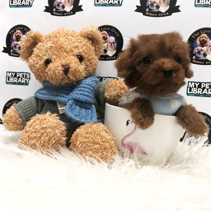 Tiny  Poodle Puppy (Female) For Sale