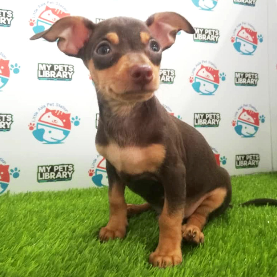 Mini Pinscher Puppy For Sale