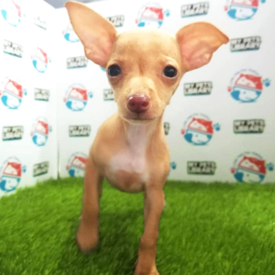 Mini Pinscher Puppy For Sale