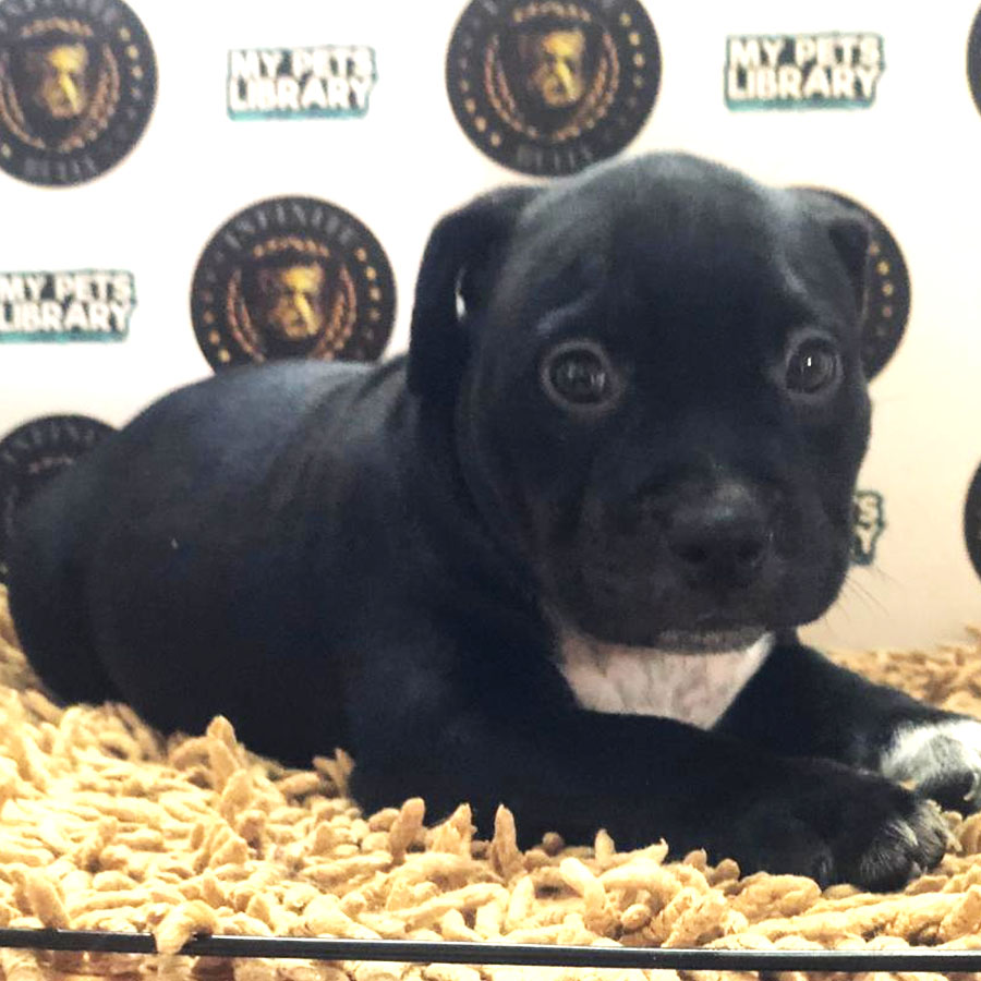 American Bully Puppy (Female) For Sale