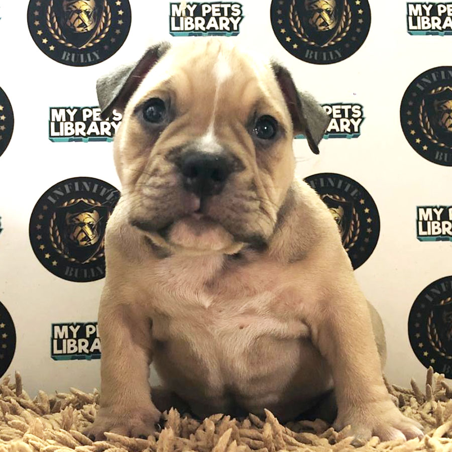 American Bully Puppy (Male) For Sale